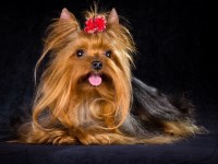 Yorkshire Terrier thumbnail